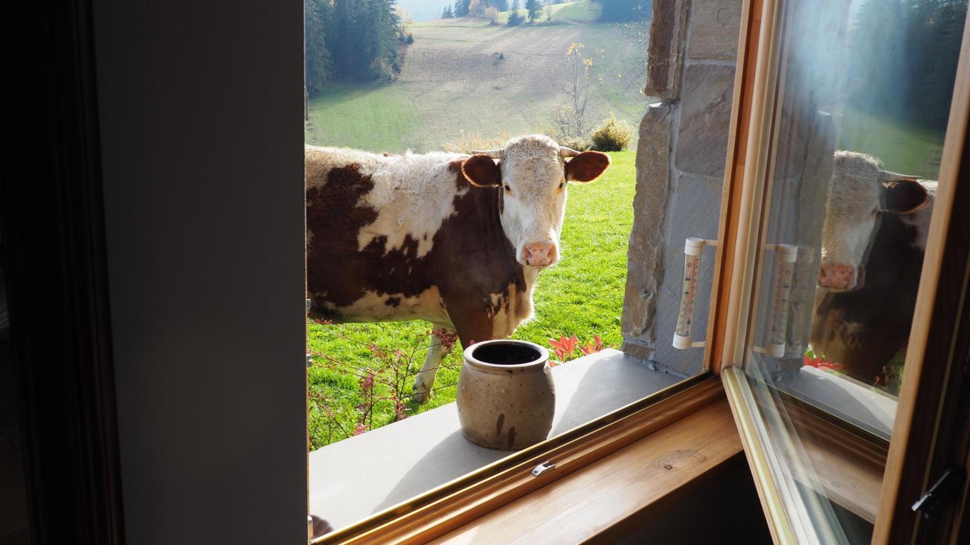 Dom Pod Smokami Daire Bukowina Tatrzańska Dış mekan fotoğraf